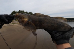 アイナメの釣果