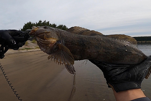 アイナメの釣果