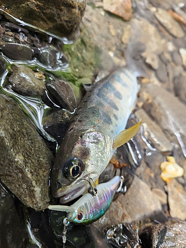 アマゴの釣果