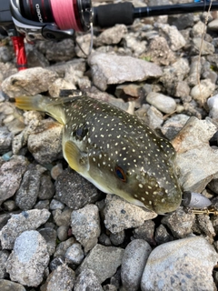 フグの釣果