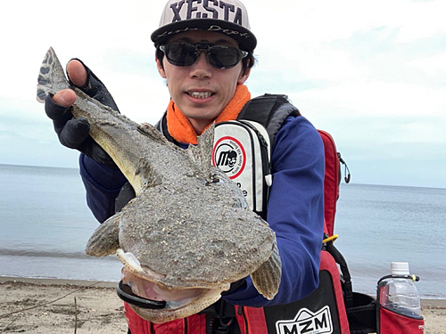 マゴチの釣果