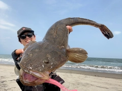 マゴチの釣果