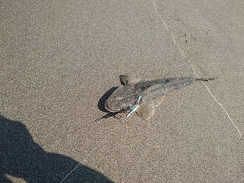 コチの釣果