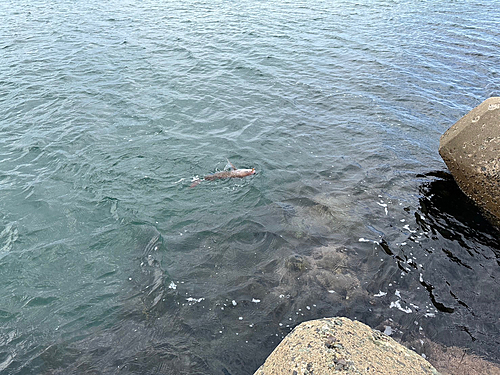 タイの釣果