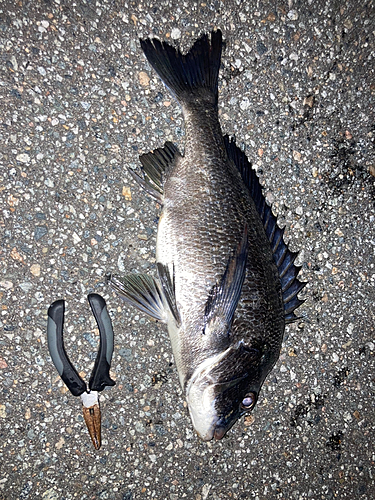 クロダイの釣果