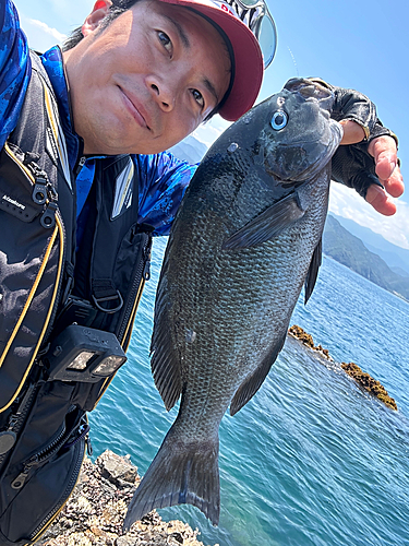 グレの釣果