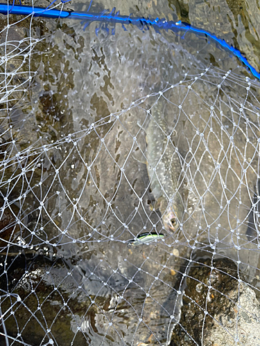 エゾイワナの釣果