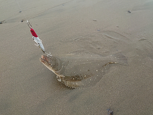 ソゲの釣果