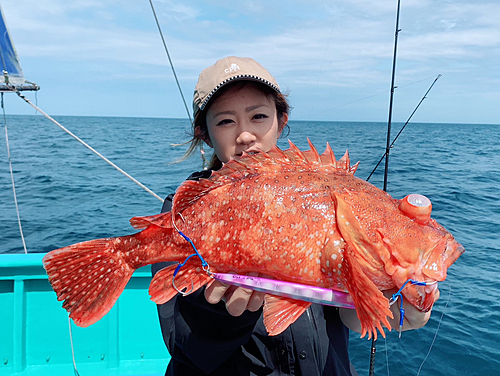 ウッカリカサゴの釣果