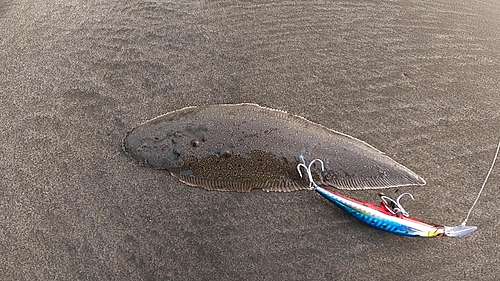 シタビラメの釣果