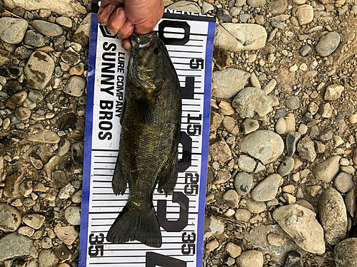 スモールマウスバスの釣果