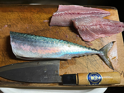 サバの釣果