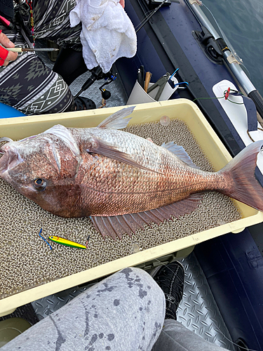 マダイの釣果