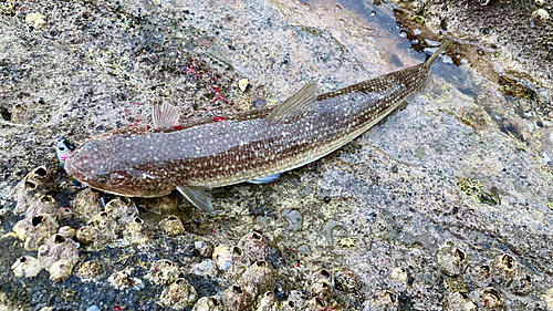 エソの釣果