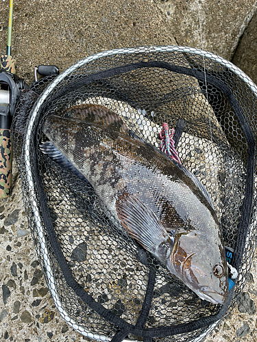 アイナメの釣果