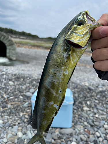 シイラの釣果