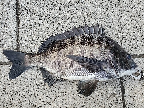 クロダイの釣果