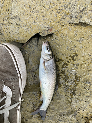 マルタウグイの釣果