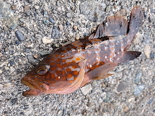 キジハタの釣果