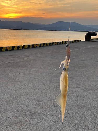 ヤリイカの釣果