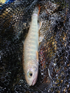 イワナの釣果