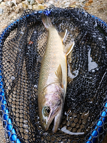 イワナの釣果