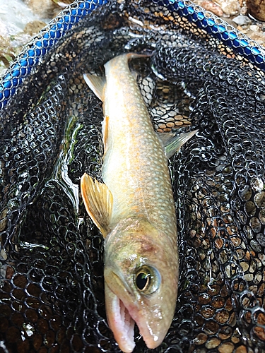 イワナの釣果