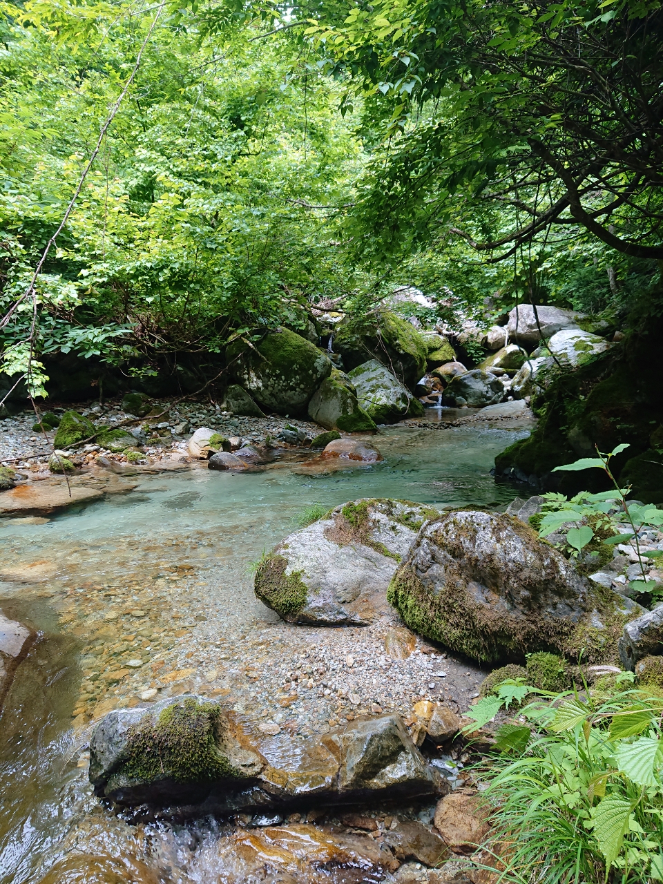 イワナ