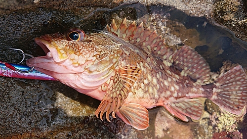 カサゴの釣果