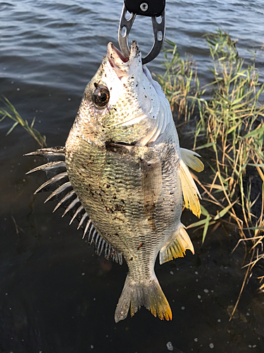 釣果