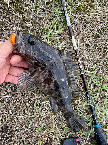 タケノコメバルの釣果