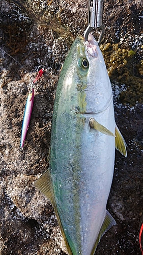 イナダの釣果