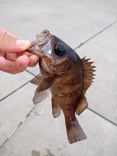 メバルの釣果