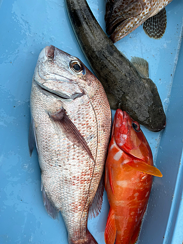 マダイの釣果