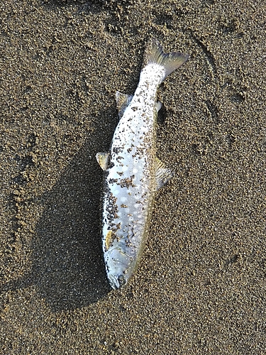 ウミアメの釣果