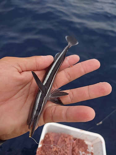 コバンザメの釣果