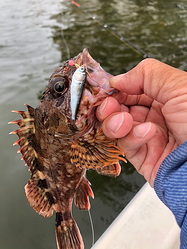 カサゴの釣果