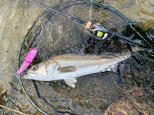 スズキの釣果