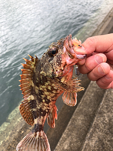 アラカブの釣果