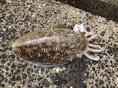 カミナリイカの釣果