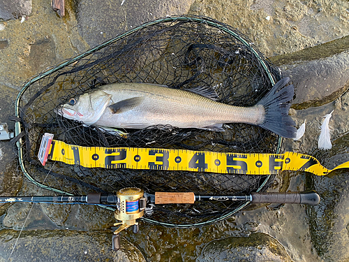 スズキの釣果