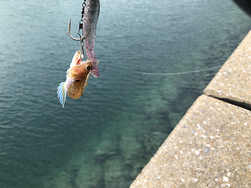 エソの釣果