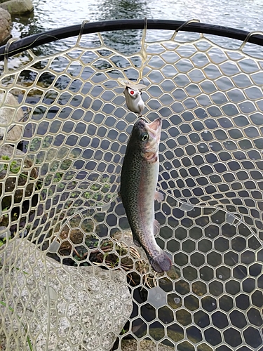 ニジマスの釣果