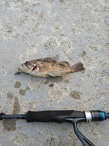 クロソイの釣果