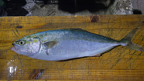 イナダの釣果