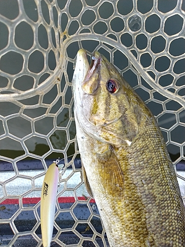 スモールマウスバスの釣果