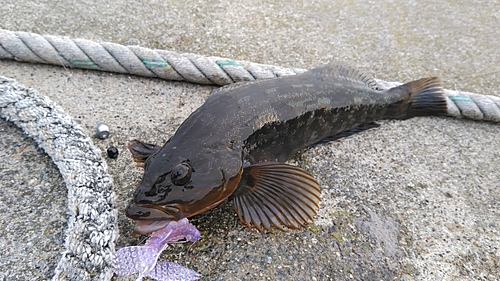 アイナメの釣果