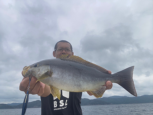 イサキの釣果