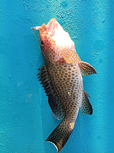 オオモンハタの釣果