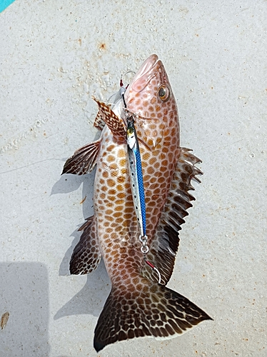 オオモンハタの釣果